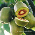 Chinese F1 Hybrid Top Quality Red Kiwi fruit seeds For Growing